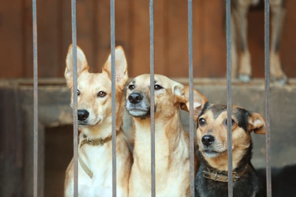 costs to start a Kennel