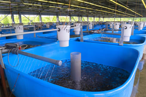 fish farm business